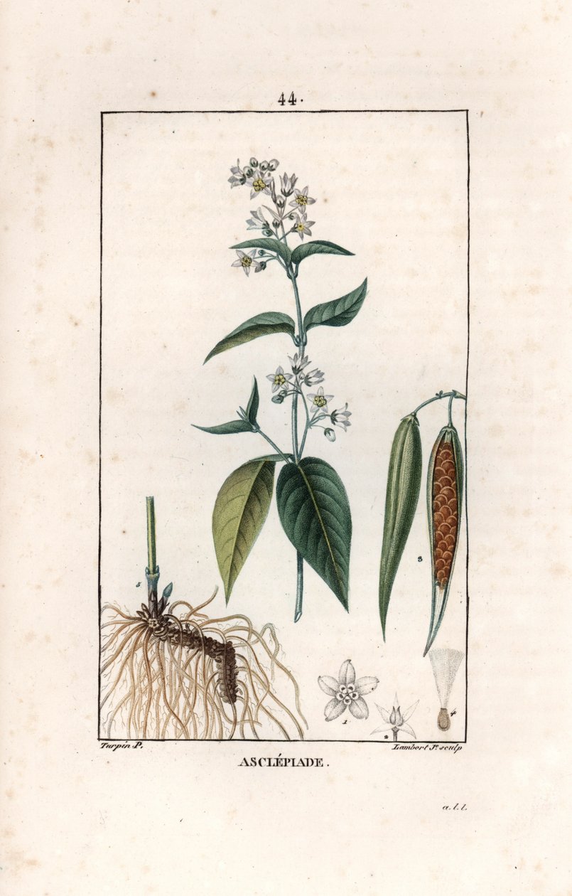 Asclepiade ou herbe à la wadding ou herbe aux parruches - Gravyr av Lambert fils efter en teckning av Pierre Jean Francois Turpin (1775-1840), hämtad ur La flore medicale, av Chaumeton, Poiret et Chamberet, Paris 1830 - Svalört, Vincetoxicum hirund av Unbekannter Künstler