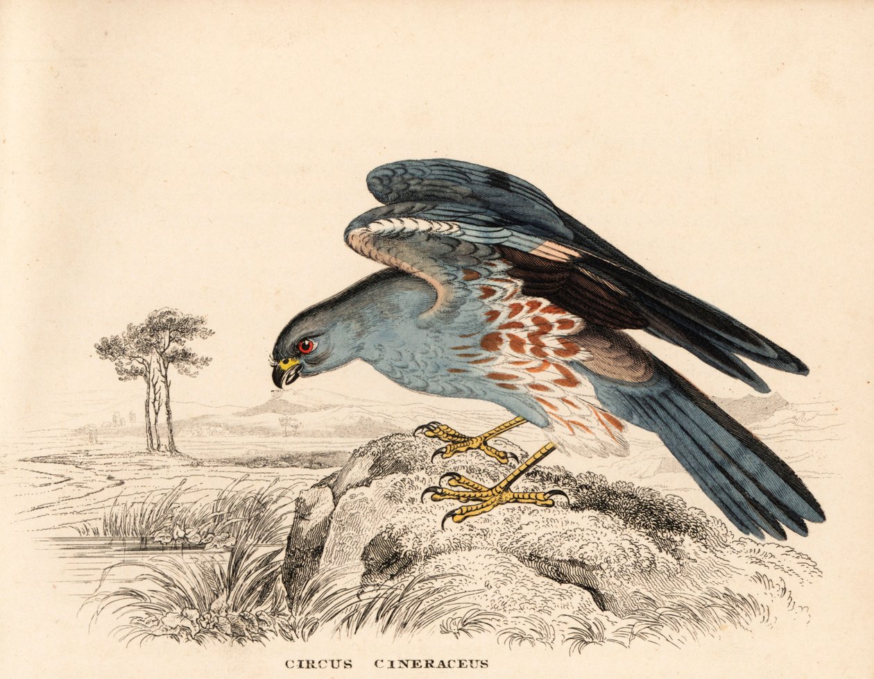 Askfärgad blå kärrhök, Circus cineraceus. Handkolorerad stålgravyr från Georg Friedrich Treitschkes naturhistoriska galleri, Naturhistorischer Bildersaal des Thierreiches, Liepzig av Unbekannter Künstler