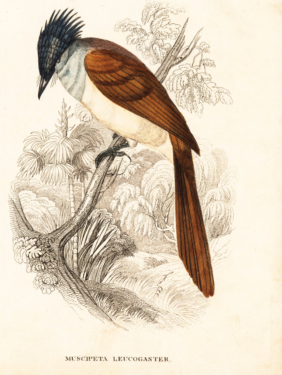 Asiatisk paradisflugsnappare (Himalaya), Terpsiphone paradisi leucogaster (Muscipeta leucogaster). Handkolorerad stålgravyr från Georg Friedrich Treitschkes naturhistoriska galleri, Naturhistorischer Bildersaal des Thierreiches, Liepzig av Unbekannter Künstler