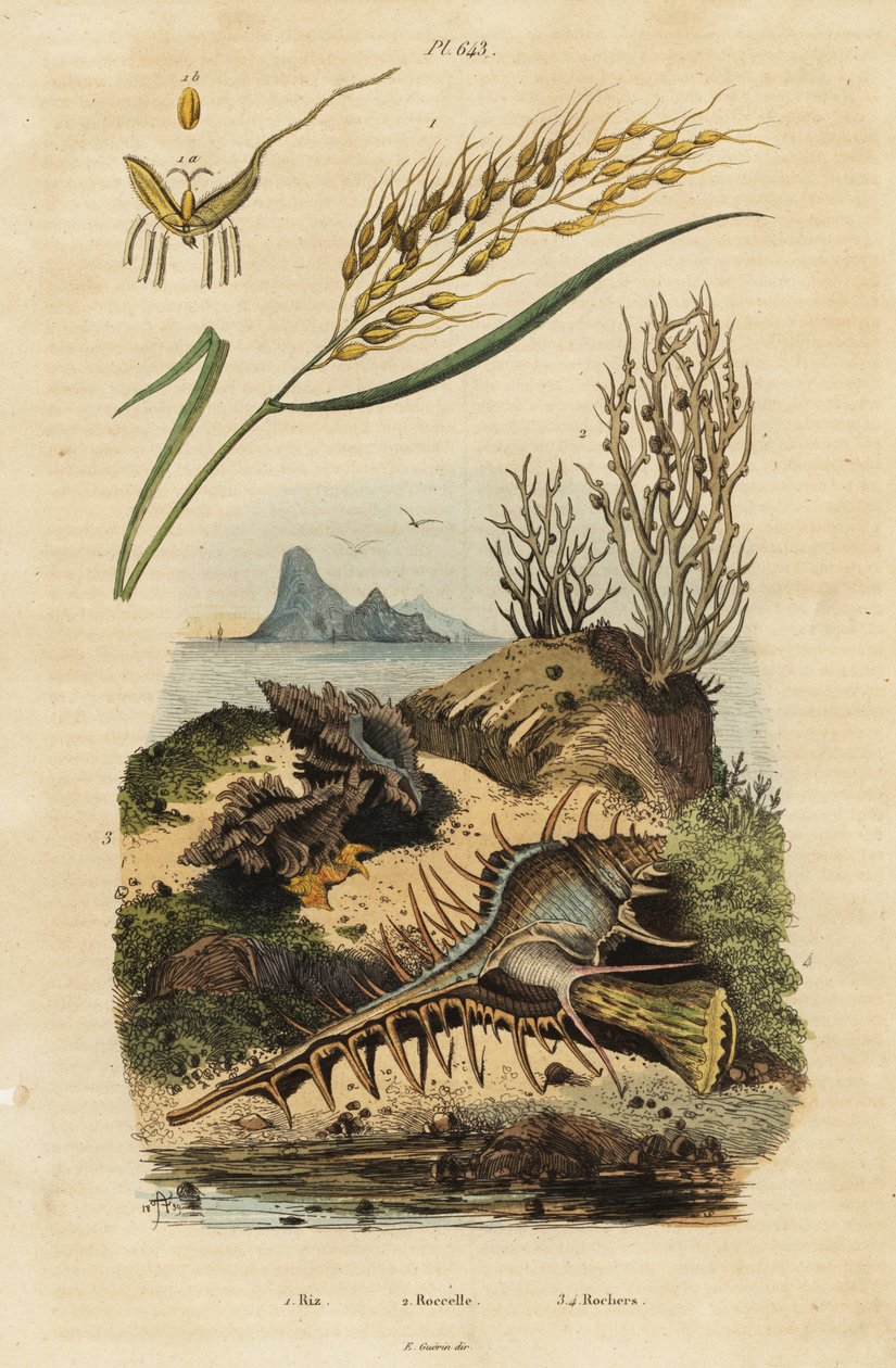 Asiatiskt ris, Venus comb murex och Hexaplex angularis av Unbekannter Künstler