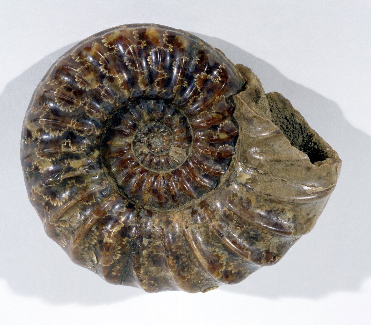 Asteroceras obtusum (Ammonit) finns i Lyme Regis, Dorset, nedre kritaperioden (foto) av Unbekannt