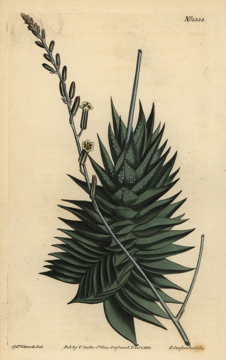 Astrolobes spiralis (Pentagonal aloe, Aloe pentagona) av Unbekannt