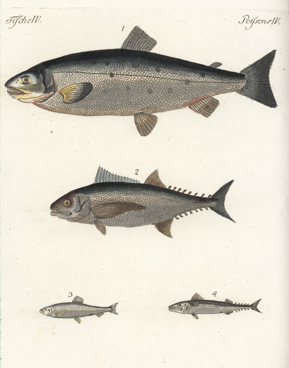 Atlantlax, Salmo salar 1, tonfisk, Thunnus species 2, sill, Clupea harengus 3, och atlantmakrill (makrill), Scomber scombrus 4. Handkolorerat kopparstick från Friedrich Johann Bertuchs Bilderbuch fur Kinder (Bilderbok för C av Unbekannter Künstler