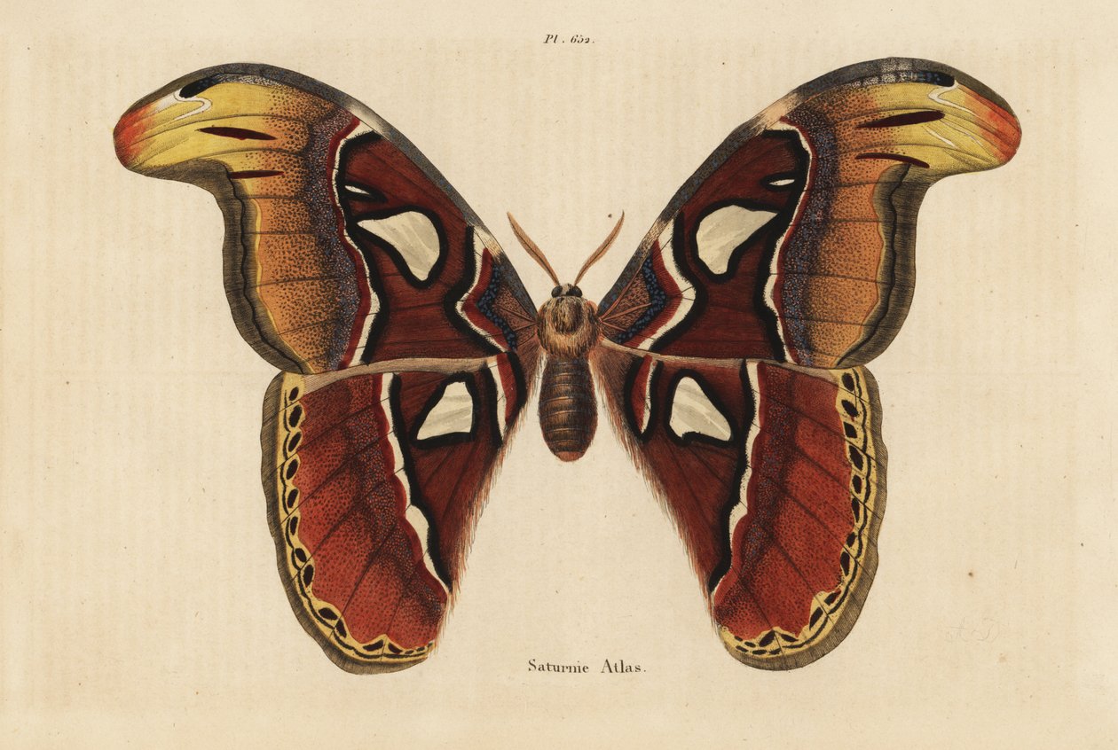 Atlasmal, Attacus atlas av Unbekannt