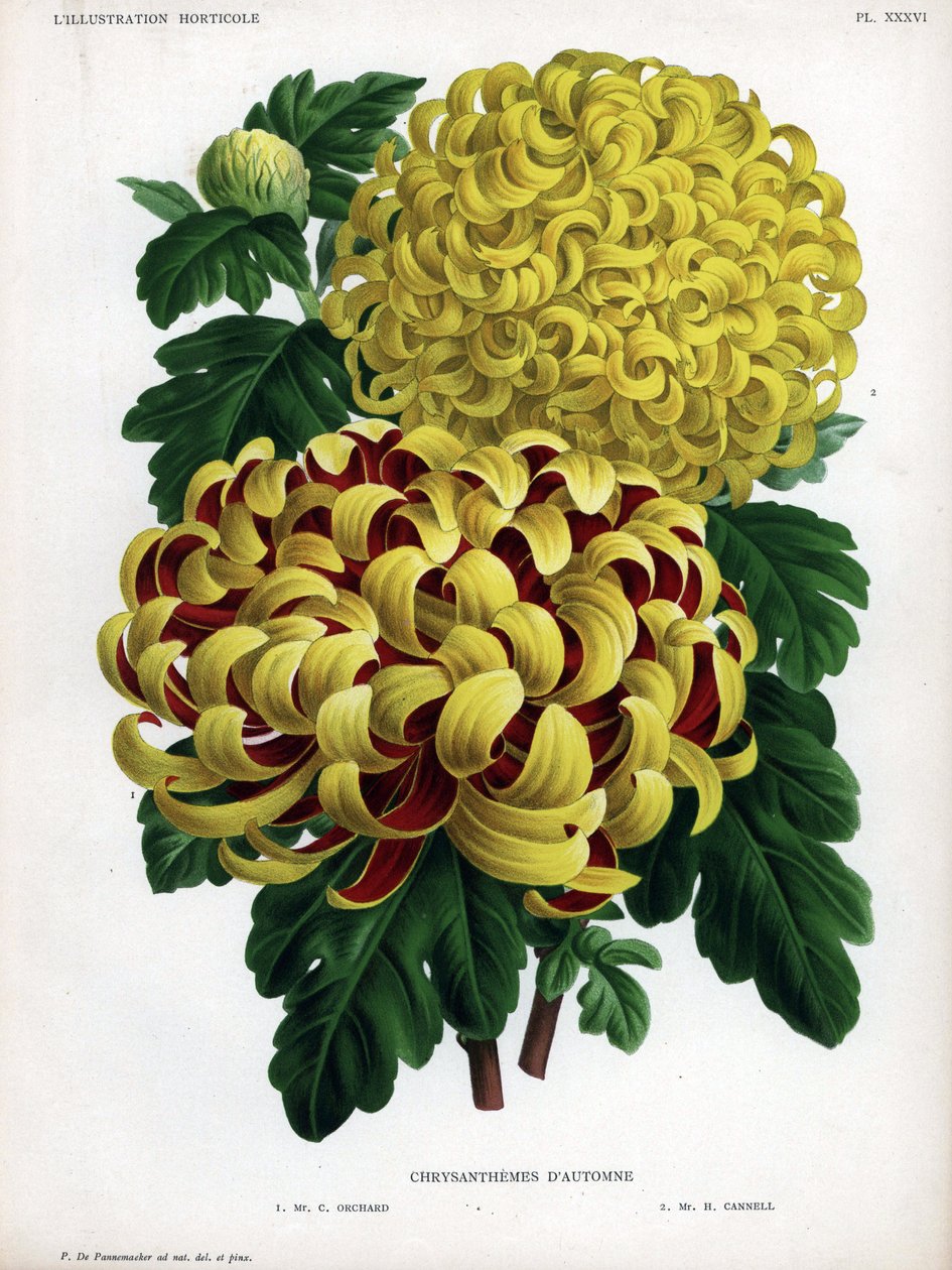 Höstens krysantemumhybrider: M. C. Orchard har stor gul blomma och karmosinröd och M. H.Cannell har stor gul blomma. av Unbekannter Künstler