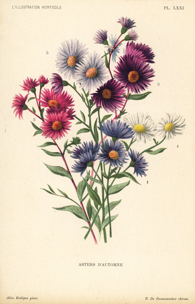 Höstens asters: Aster novae angliae var. Constance, Aster novae angliae var. Ruber, Aster novae angliae var. Bowman, Aster amygdalinus, och Aster novi belgii Robert Parker. Kromolitografi av Pieter de Pannemaeker efter en illustration av Alice Rodigas f av Unbekannter Künstler