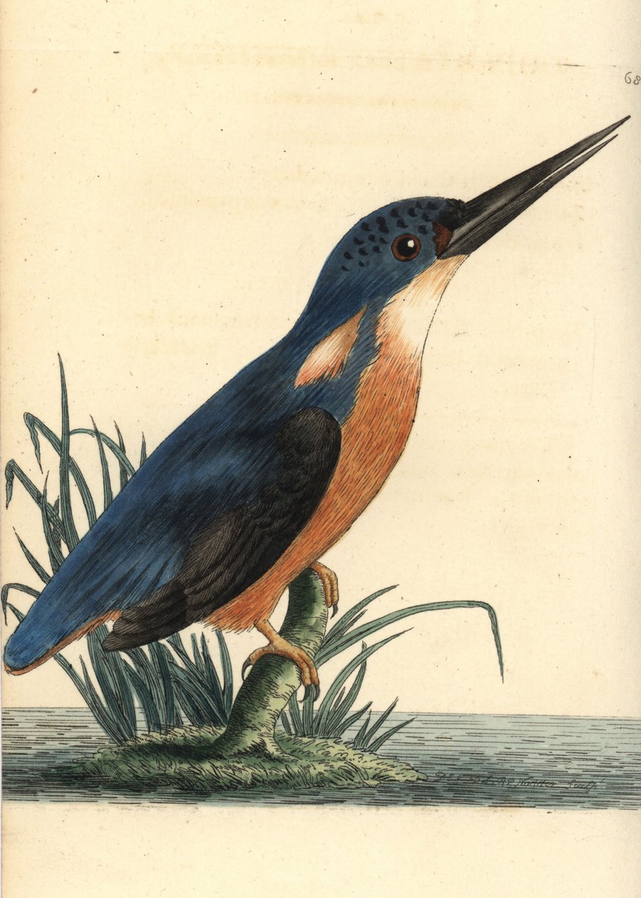 Azurblå kungsfiskare, Ceyx azureus (Tridigitated kungsfiskare, Alcedo tribrachys). Illustration ritad och graverad av Richard Polydore Nodder. Handkolorerat kopparstick från George Shaw och Frederick Nodders The Naturalist
