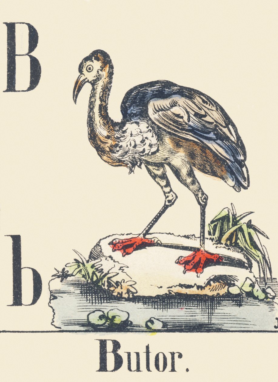 B: Bittern, c1880-1900 (illustration) av Unbekannter Künstler