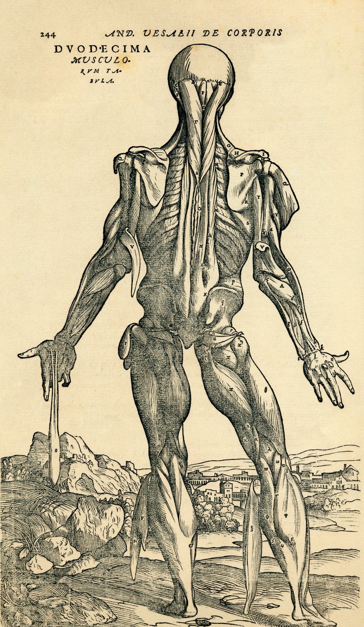 Baksidan av den manliga människokroppen, en anatomisk studie som ursprungligen publicerades i De Humani Corporis Fabrica Libri Septem (Om människokroppens tyg i sju böcker) av Andreas Vesalius, publicerad Basel av Unknown