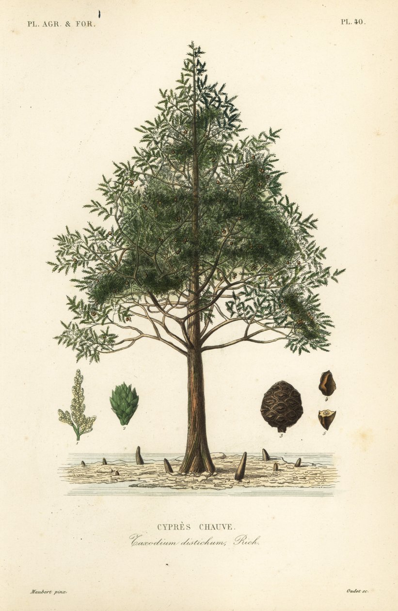 Skallig cypress eller träskcypress, Taxodium distichum, Cypres chauve av Unbekannt