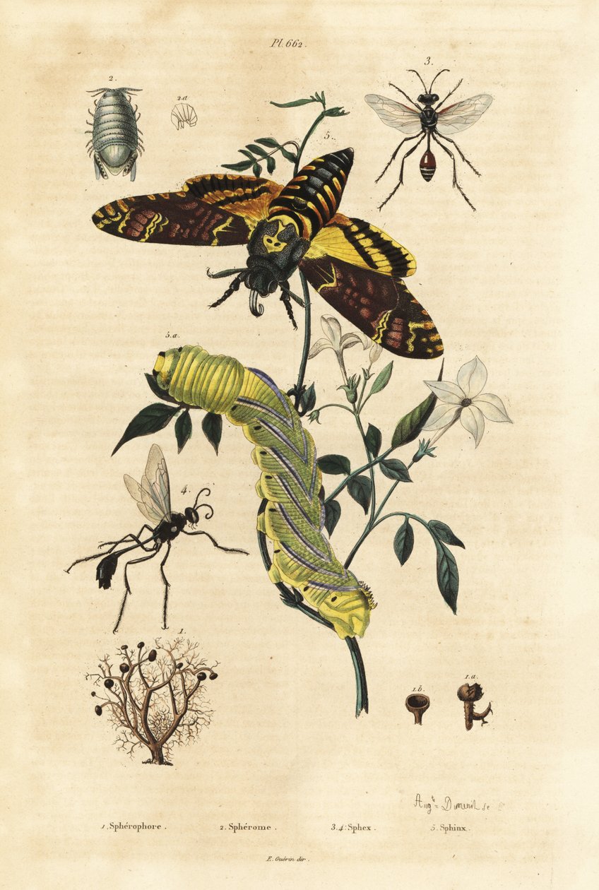 Bolllav, Sphaerophorus globulus 1, Dynamene kräftdjur 2, grävgetingar, Sphex-arter 3,4 och afrikansk dödshökmot, Acherontia atropos och larv 5 av Unbekannt