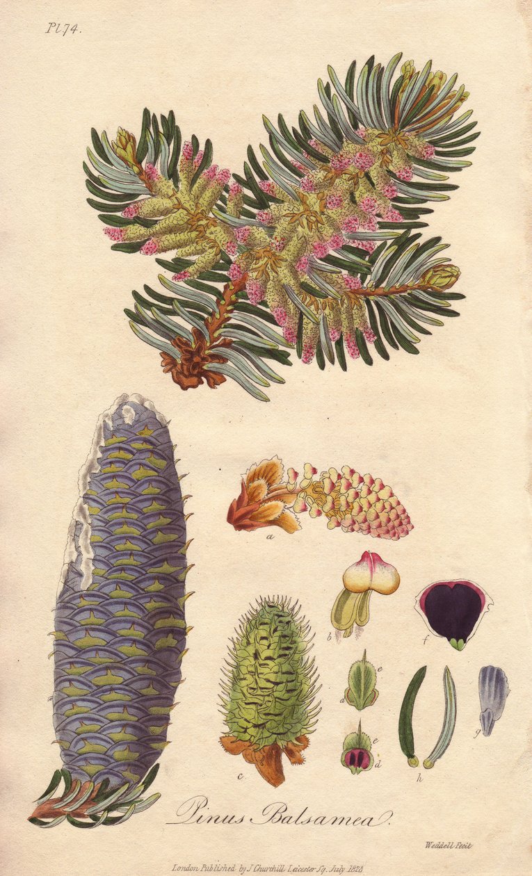 Balsamgran (Abies balsamea) - Starkt vatten av William Clarke för att illustrera "Medical Botanical, Description of the Medicinal Plants of London, Edinburgh and Dublin" av John Stephenson och James Morss Churchill, publicerad i London av John Churchill år av Unbekannter Künstler