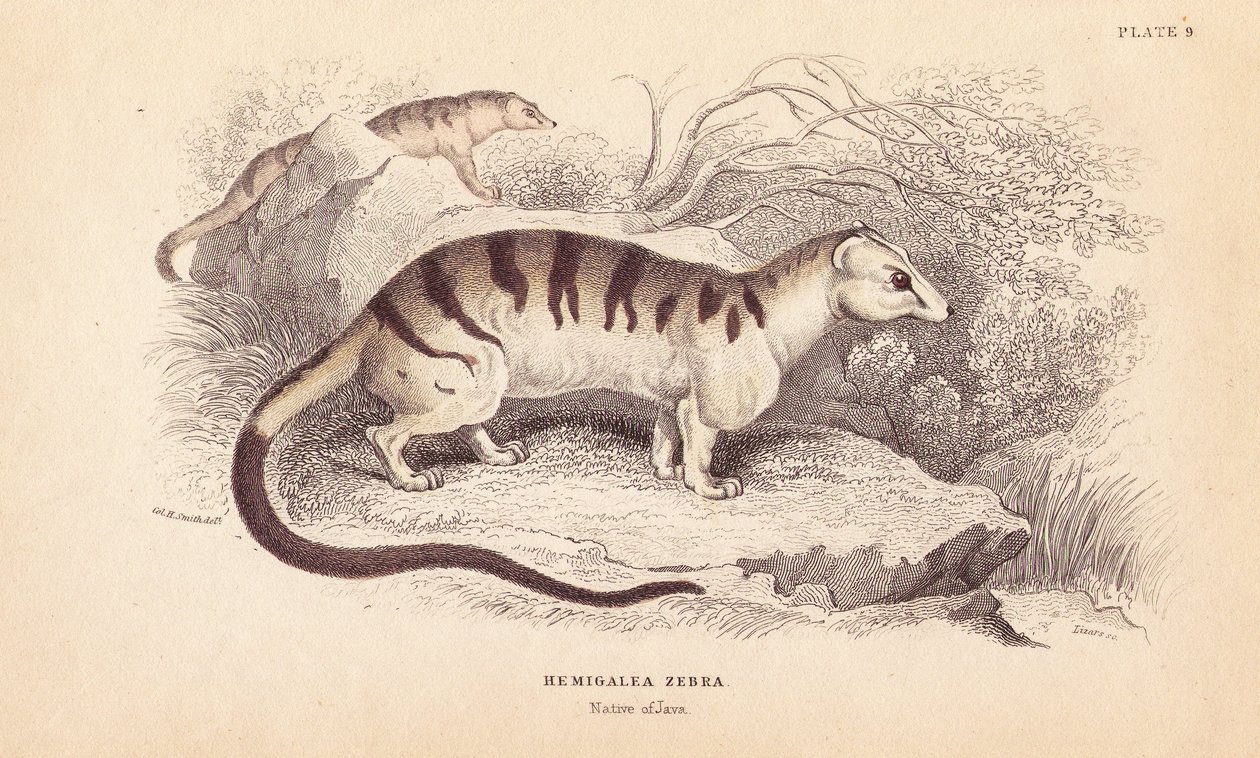 Bandad palm civet katt, Hemigalus derbyanus (Hemigalea zebra). Hotad. Handkolorerat stålgravyr av Lizars efter en illustration av Charles Hamilton Smith från William Jardine