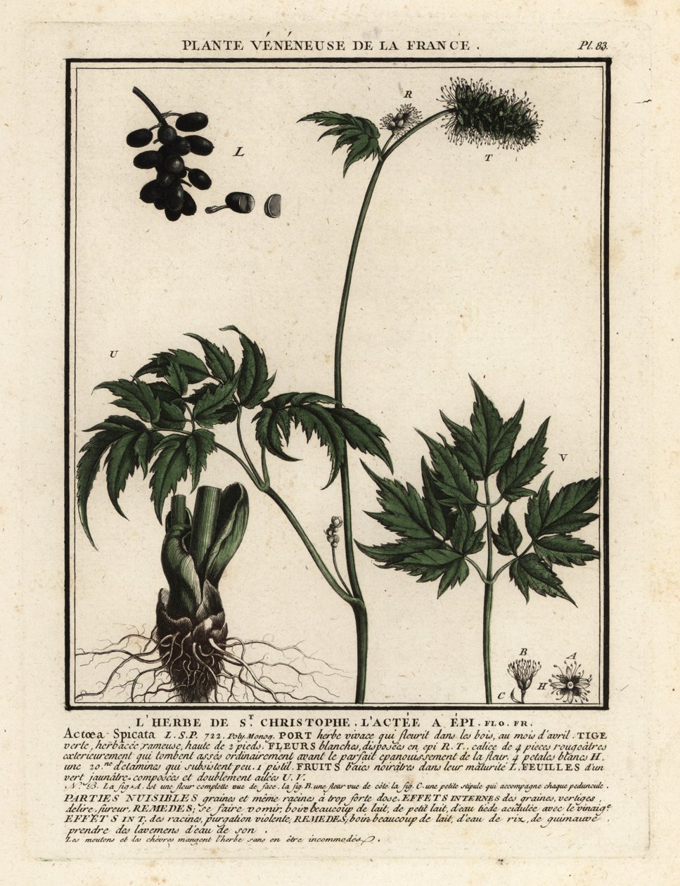 Banebär, Actaea spicata. av Unbekannter Künstler