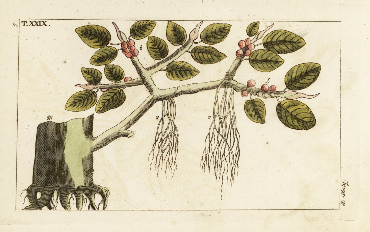 Banyanfikonträd med luftrötter, Ficus benghalensis. av Unbekannter Künstler