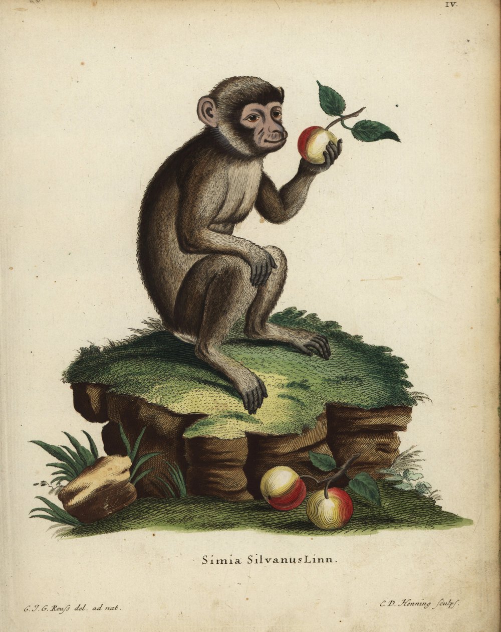 Berberapa eller makak, Macaca sylvanus. Utrotningshotad. Simia silvanus Linn. Handkolorerat kopparstick av C.D. Henning efter en illustration från naturen av C. J. G. Reuss från Johann Christian Daniel Schreber