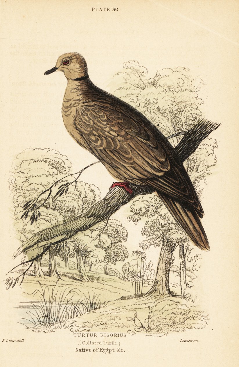 Barbariduva, Streptopelia risoria. 1889 (gravyr) av Unbekannter Künstler