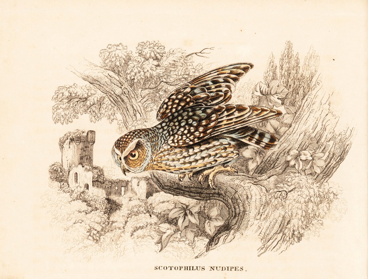 Barbent uggla, Margarobyas lawrencii (Nakenfotad nattuggla, Scotophilus nudipes). Handkolorerad stålgravyr från Georg Friedrich Treitschkes naturhistoriska galleri, Naturhistorischer Bildersaal des Thierreiches, Liepzig av Unbekannter Künstler