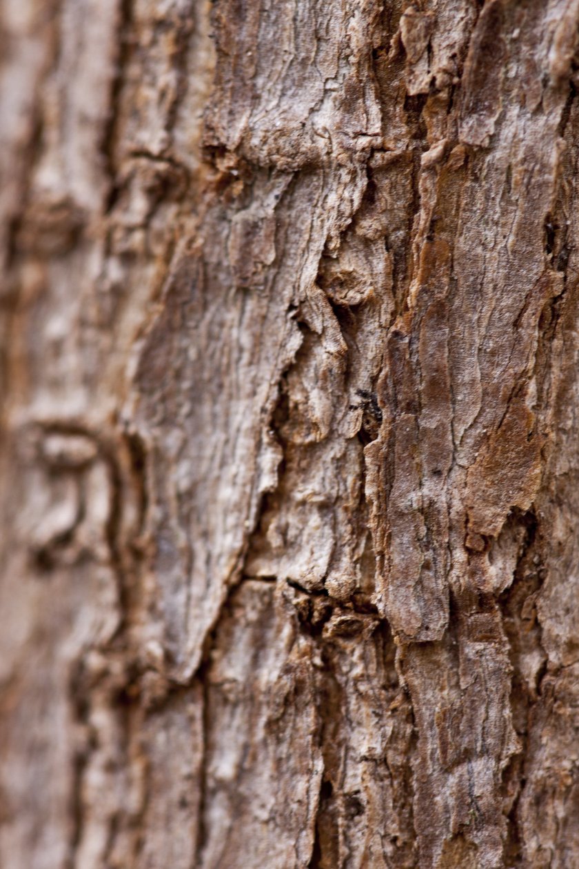 Bark II (bild) av Unbekannter Künstler