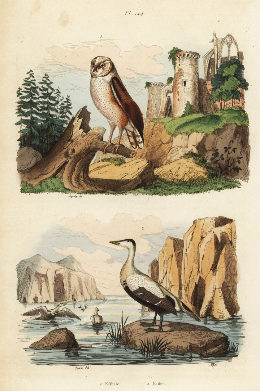 Tornuggla, Tyto alba och ejder, Somateria mollissima av Unbekannt