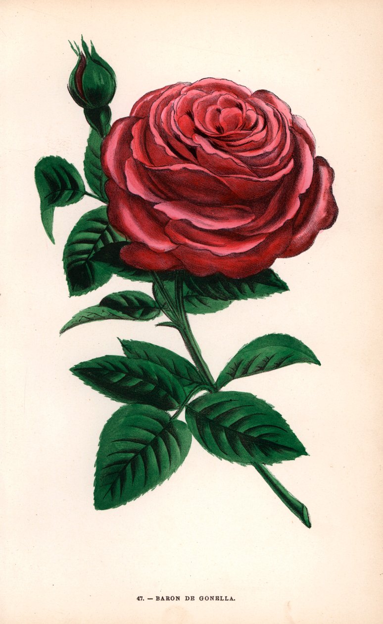 Baron de Gonella-ros, en variant av Ile-Bourbon-ros, odlad av Monsieur Guillot Sr. i Lyon 1859. Kromolitografi ritad och litograferad efter naturen av F. Grobon från Hippolyte Jamain och Eugene Forney