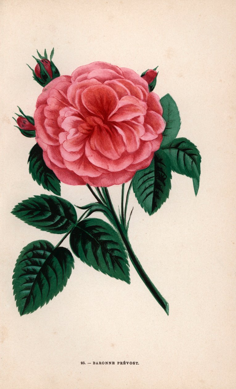 Baronessan Prevosts ros, hybrid som odlades av Monsieur Desprez i Yebles nära Melun 1843. Kromolitografi ritad och litograferad efter naturen av F. Grobon från Hippolyte Jamain och Eugene Forney