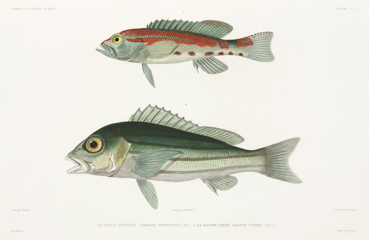 Barred serrano havsabborre och blå och guld snapper av Unbekannter Künstler