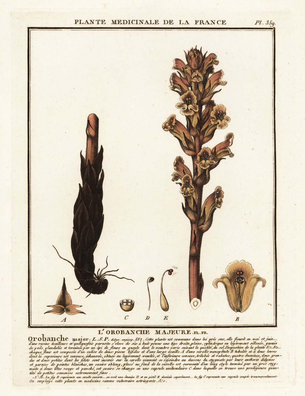 Sänghalm kvastrape; Orobanche caryophyllacea. av Unbekannter Künstler