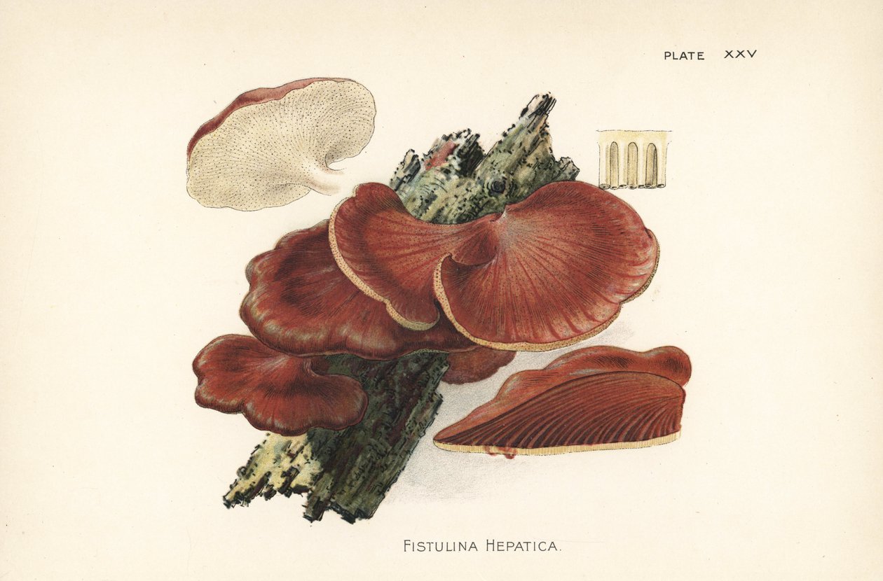 Köttstekssvamp, Fistulina hepatica. Kromolitografi efter en botanisk illustration av William Hamilton Gibson från hans bok Our Edible Toadstools and Mushrooms. av Unbekannter Künstler