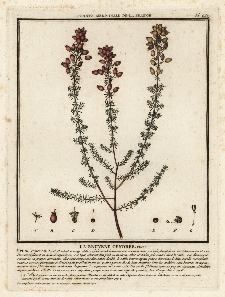 Klockljung, Erica cinerea. av Unbekannter Künstler