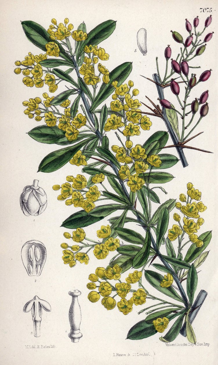 Berberis lycium, berberisbuske med gula blommor från västra Himalaya. Teckning av Matilda Smith (1854-1926), litografi av E. Bates i Curtis Botanical Magazine, av Joseph Dalton Hooker, utgiven i London, England, av L. Reeve and Co av Unbekannter Künstler