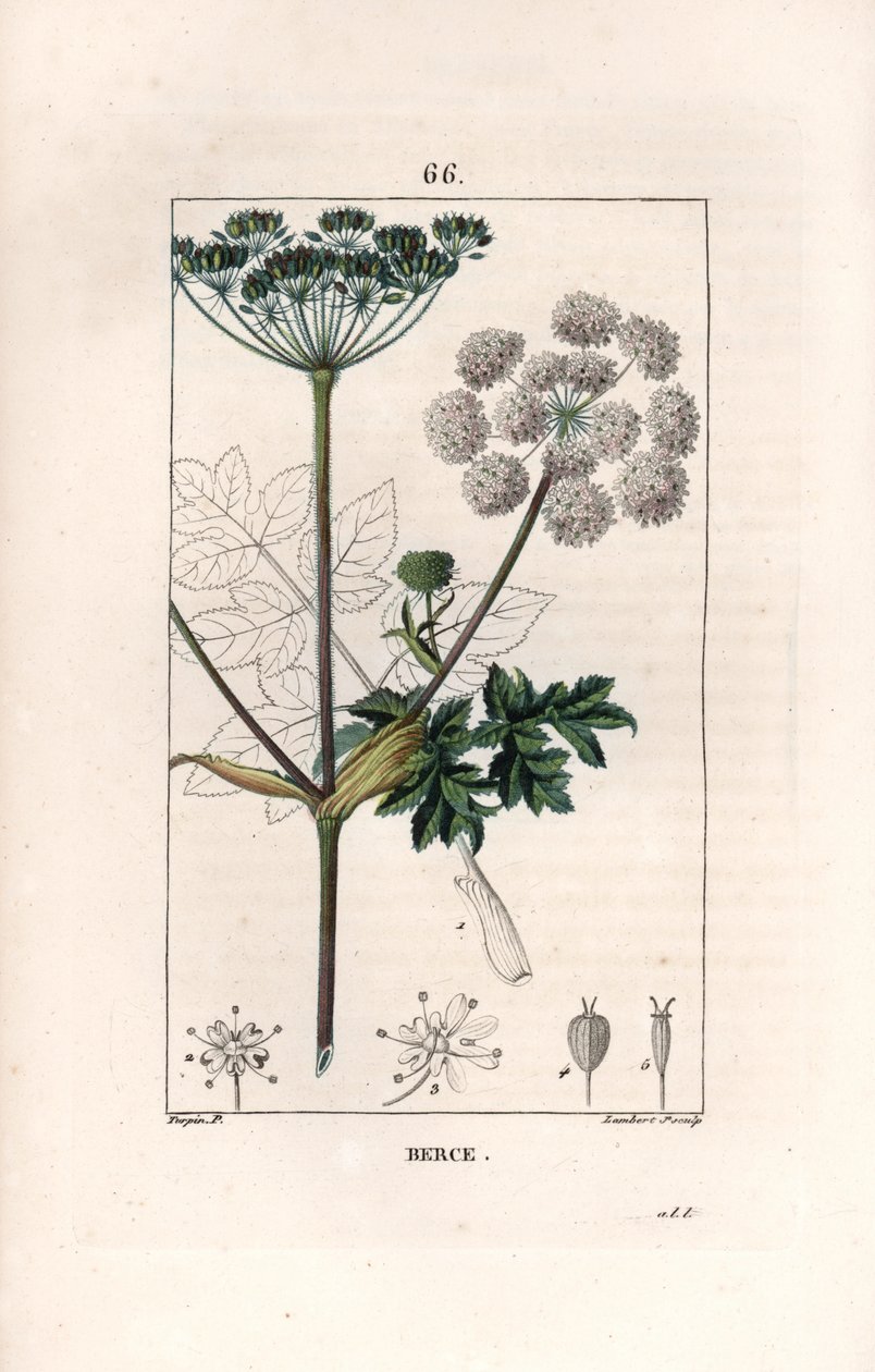 Berce ou charavie - Gravyr av Lambert fils, efter en teckning av Pierre Jean Francois Turpin (1775-1840), från La flore medicale, de Chaumeton, Poiret et Chamberet, Paris 1830 - Vanlig svinmålla eller kovall, Heracleum sphondylium - Gravyr av Lambert fils, av Unbekannter Künstler