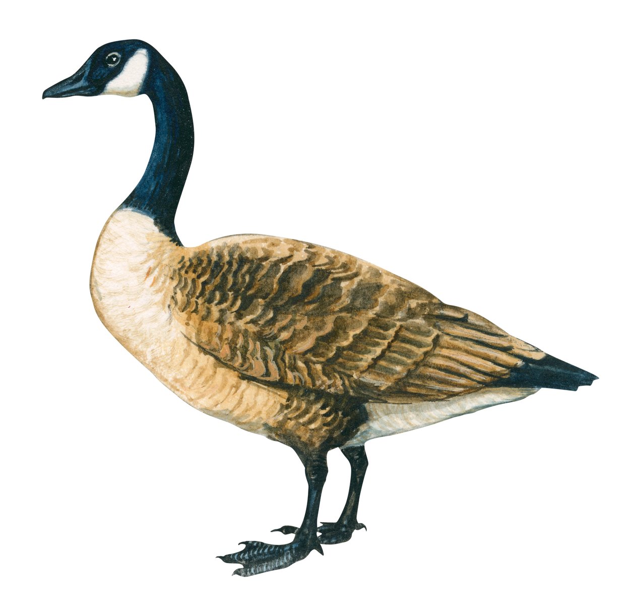 Bernache du Canada - Canada goose (Branta canadensis) av Unbekannter Künstler