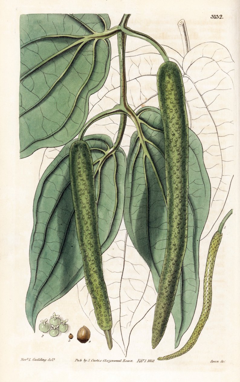 Betel - Betelpeppar, Piper betle. Handkolorerat kopparstick av Swan efter en illustration av Rev. L. Goulding från Samuel Curtis