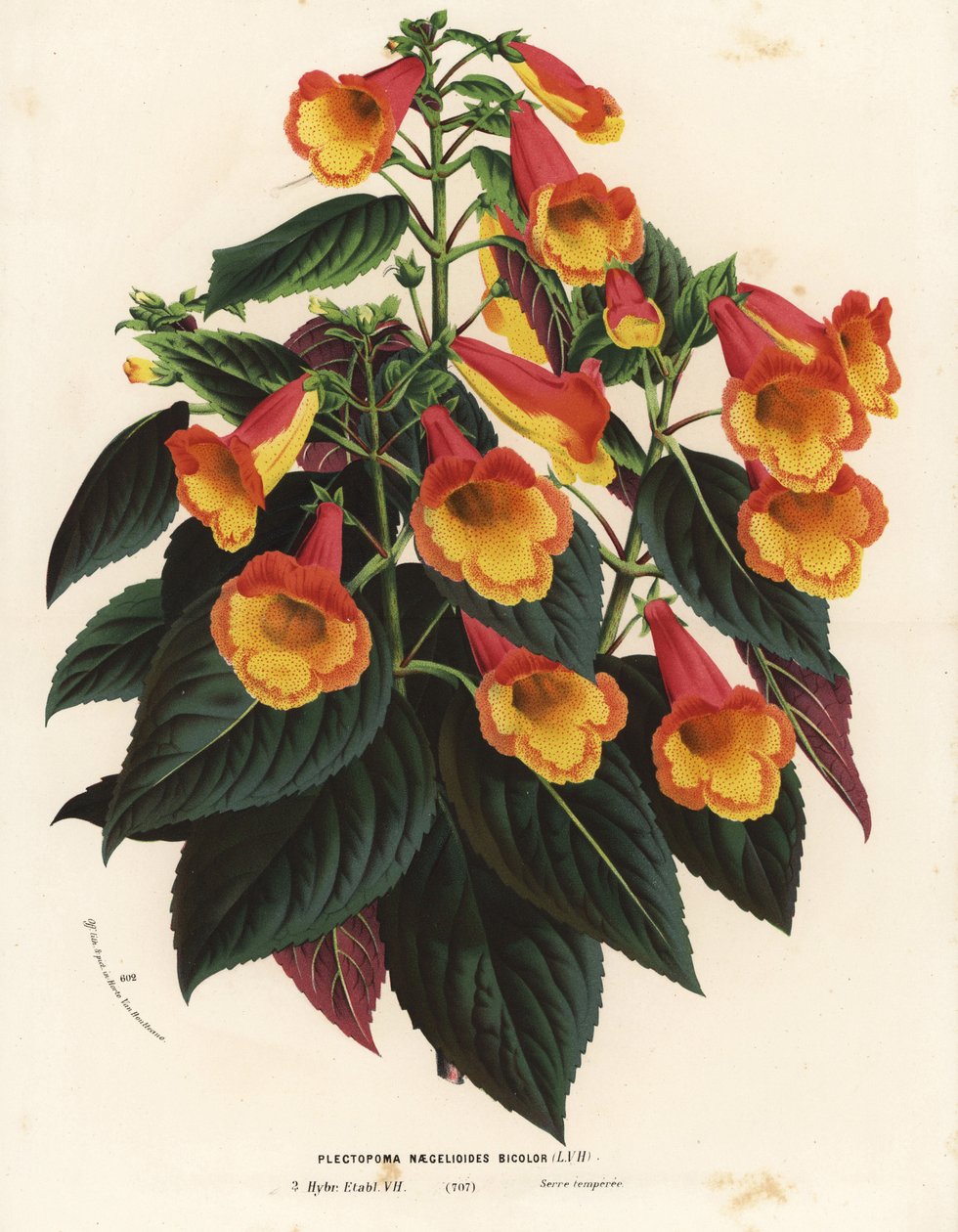 Tvåfärgad Achimenantha x naegelioides-sort (Plectopoma naegelioides bicolor). Handkolorerad litografi från Louis van Houtte och Charles Lemaires Flowers of the Gardens and Hothouses of Europe, Flore des Serres et des Jardins de l