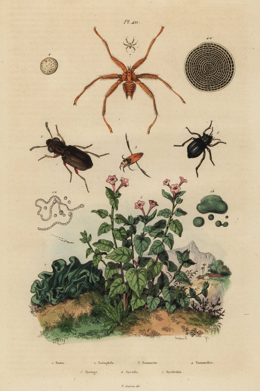 Storögd skalbagge, Notiophilus biguttatus, ryggsimmare, Nononecta-arter, nummulitfossil, mörkbagge, Nyctelia-arter, fladdermusfluga, Nycteribia-arter av Unbekannt