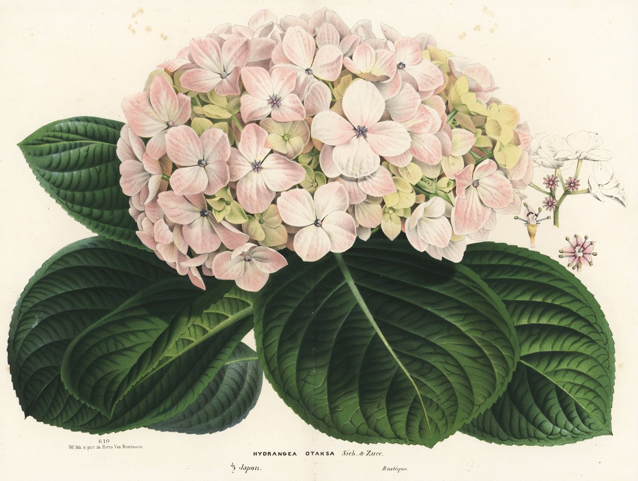 Storbladig hortensia, Hydrangea macrophylla (Hydrangea otaksa). Handkolorerad litografi från Louis van Houtte och Charles Lemaires Flowers of the Gardens and Hothouses of Europe, Flore des Serres et des Jardins de l
