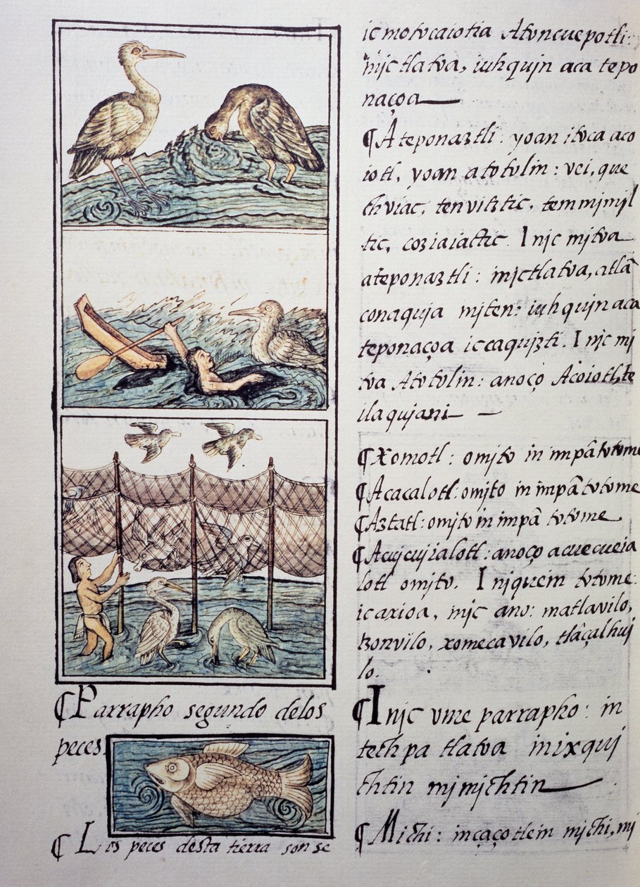 Fågeljakt på sjön, sida från den florentinska Codex, tvåspråkig version på spanska och Nahuatl, Allmän historia om det nya Spaniens saker, av den spanska missionären Fray Bernardino de Sahagun (1499-1590). Aztekisk civilisation av Benjamin Baud