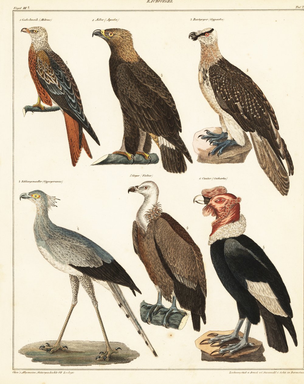 Rovfåglar, 1841 (litografi) av Unbekannter Künstler