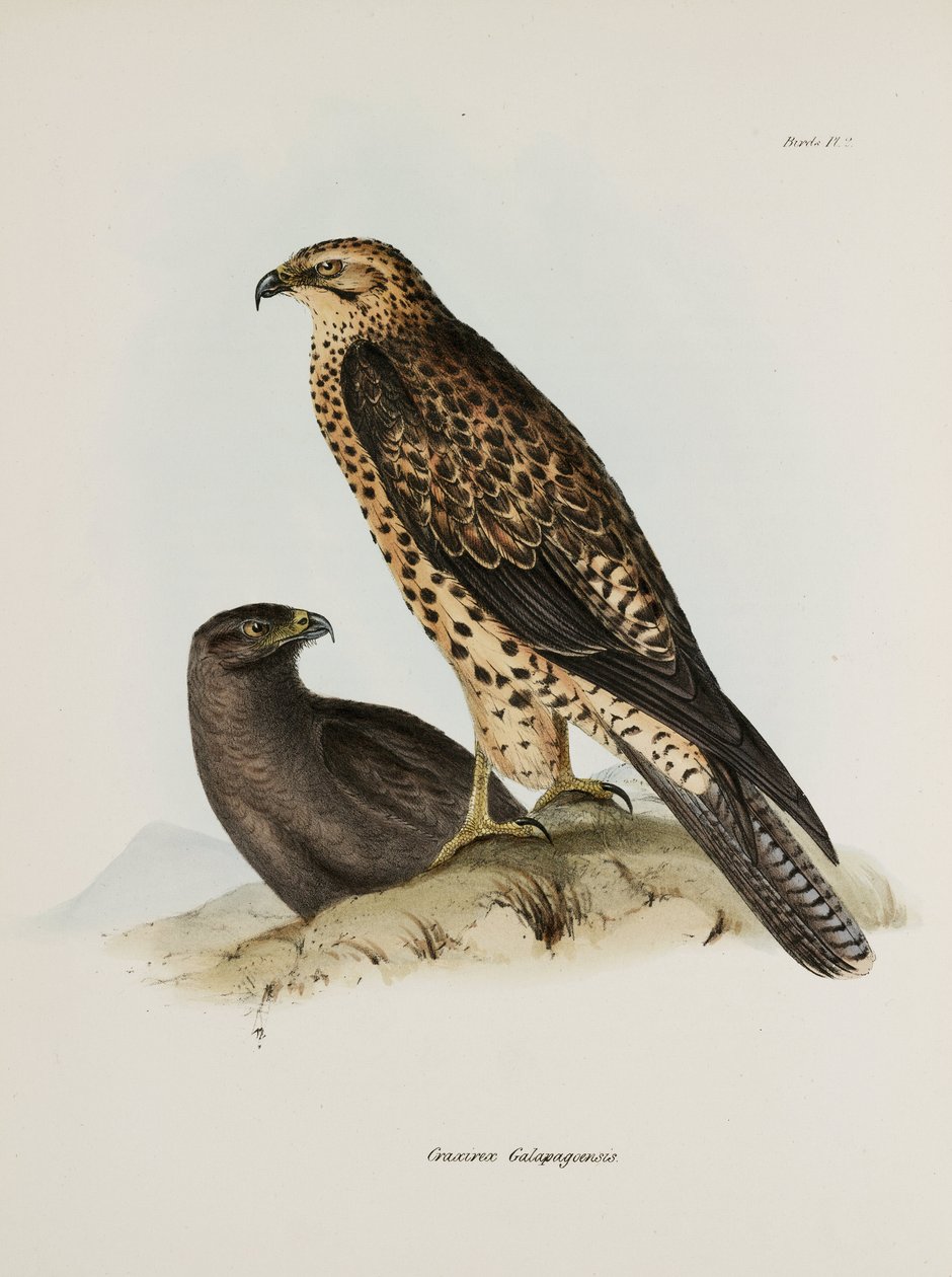 Rovfåglar, Galapagosöarna, ca 1832-1836 av Unbekannt