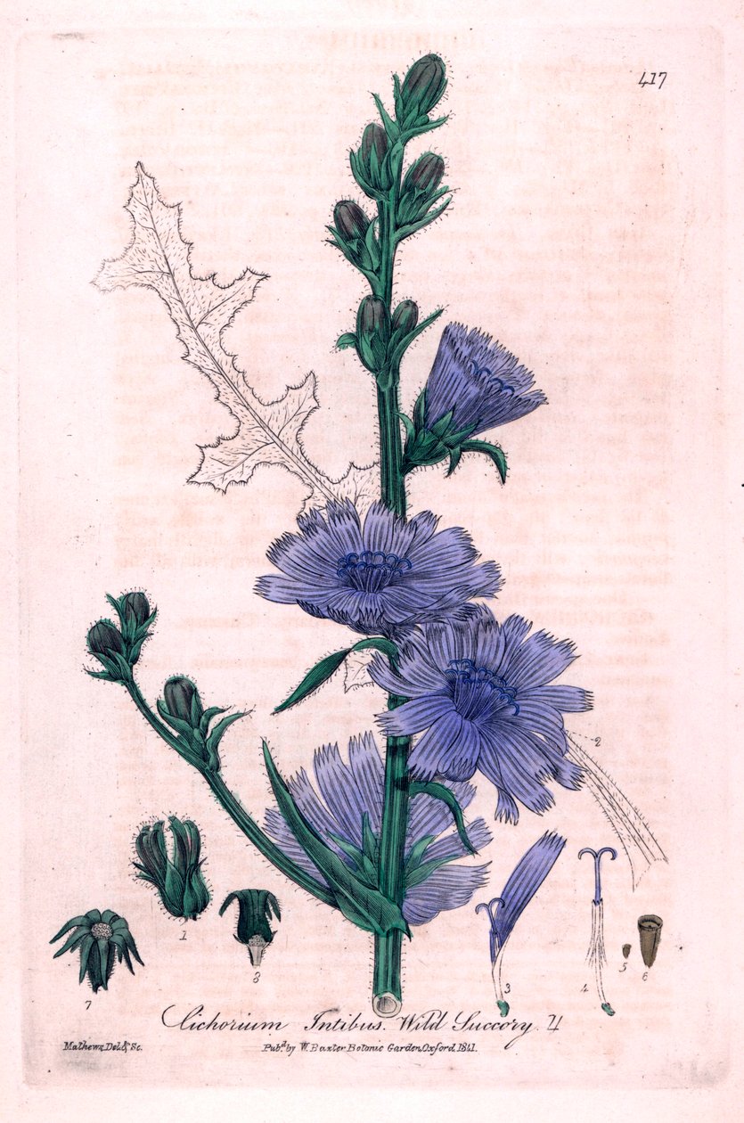 Bitter Chicoree (Cichorium intybus) Botanisk plansch från "British Phaenogamous Botany" av William Baxter och Charles Mathews 1841 av Unbekannter Künstler