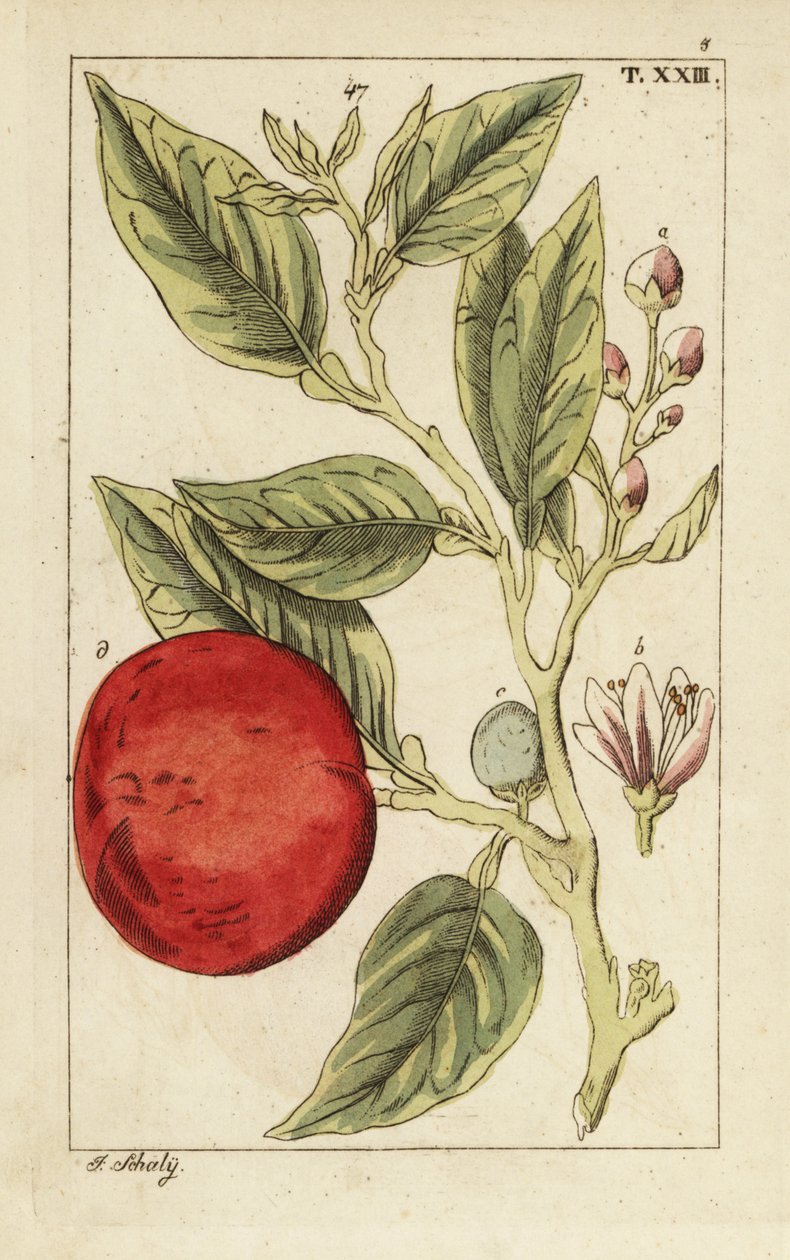 Bitter apelsin eller Sevilla apelsin, Citrus x aurantium. av Unbekannter Künstler