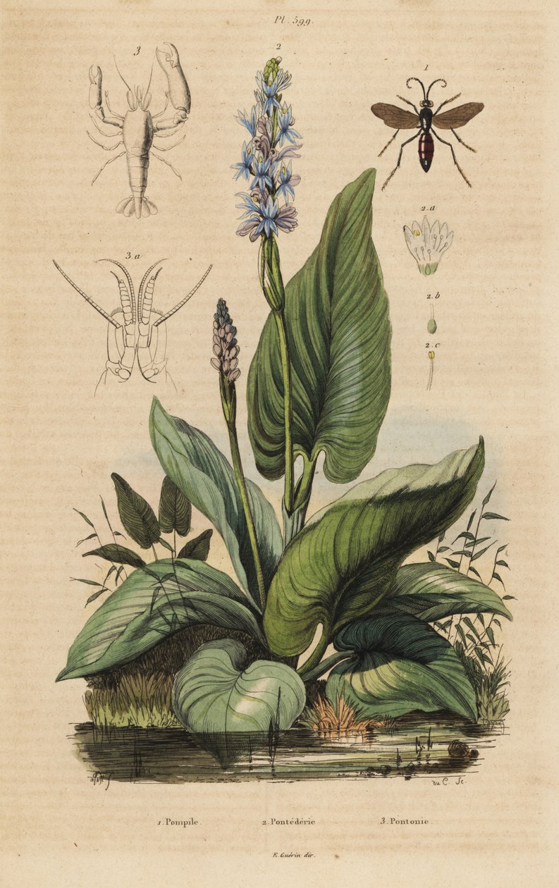 Svartbandad spindelgeting, Anoplius viaticus 1, plockgräs, Pontederia cordata 2 och väktarräka, Anchistus custos 3 av Unbekannt