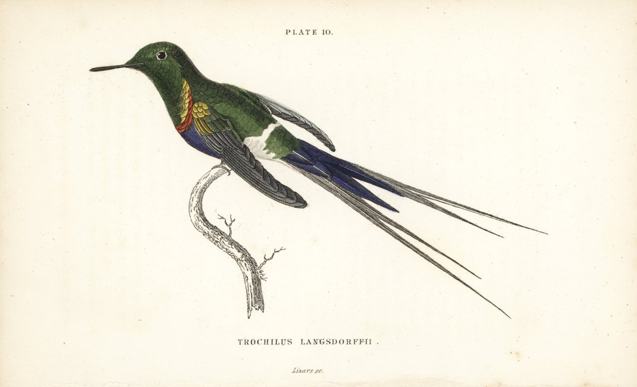 Svartbukig tornstjärt, Discosura langsdorffi (Langsdorffs kolibri, Trochilus langsdorffii). Handkolorerad stålgravyr av William Lizars från Sir William Jardines Naturalist