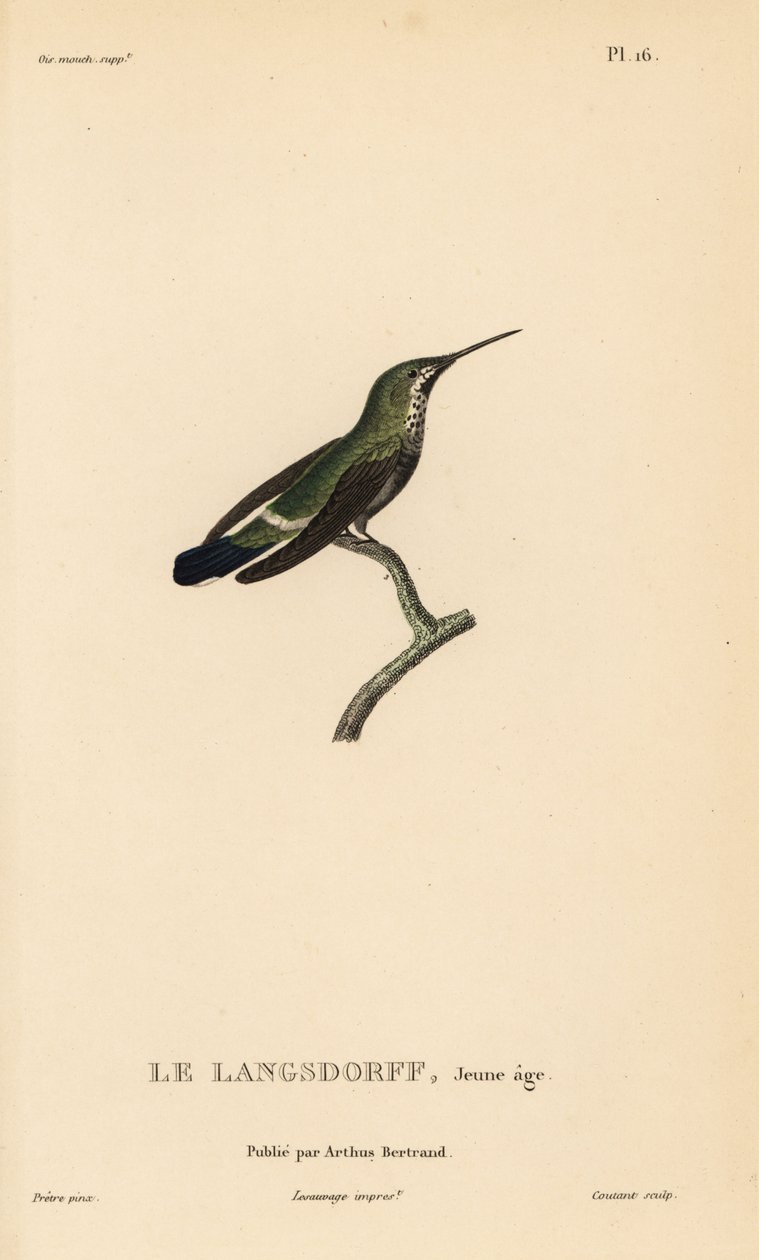 Svartbukig tornseglare, Discosura langsdorffi (Ornismya langsdorfii). Omogen. Handkolorerad stålgravyr av Coutant efter en illustration av Jean-Gabriel Pretre från Rene Primevere Lessons Natural History of the Colibri Genus of Hummingbirds. av Unbekannter Künstler