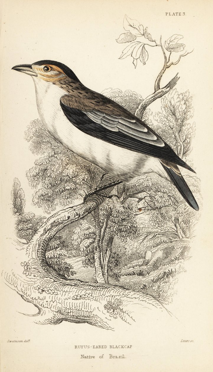 Svartkronad tityra, Tityra inquisitor (Rufos-örats svarthätta, Psaris erythrogenys). Handkolorerat stålgravyr av William Lizars efter en illustration av William Swainson från Sir William Jardine