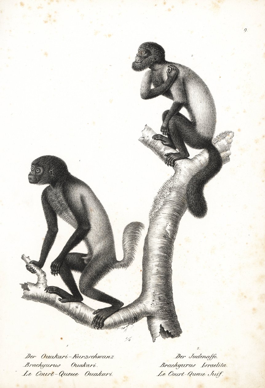 Svarthuvad uakari, Cacajao melanocephalus ouakary (Brachyurus ouakari) och brunryggad skäggsakari, Chiropotes israelita (Brachyurus israelita). Litografi av Karl Joseph Brodtmann från Heinrich Rudolf Schinz Illustrated Natural History of Animals, Z av Unbekannter Künstler
