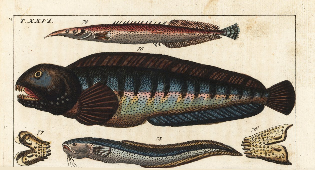 Black fin dungeon - Kreta Siam fish (eller Petite Masta, Ocellee Eel, Trumpet eller Spiny Eel) - Wolf fish - MacroSnake blenny, Ophidion barbatum 73, lesser spiny eel, Macrognathus aculeatus 74, wolf fish, Anarhichas lupus 75, och dess käke och tänder 76,7 av Unbekannter Künstler