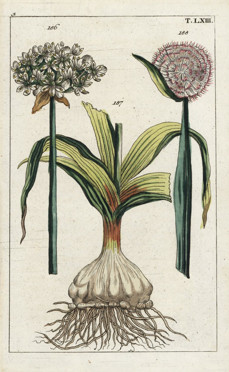 Svart vitlök, Allium nigrum 186, och lök, Allium cepa, lök 187 och blomma 188. Handkolorerat kopparstick av en botanisk illustration från G. T. Wilhelms "Unterhaltungen aus der Naturgeschichte" (Encyclopedia of Natural History) av Unbekannter Künstler