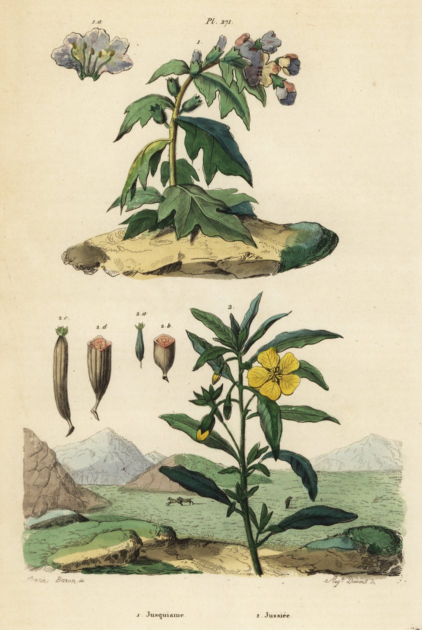 Svart höna, Hyoscyamus niger 1 och peruansk primula-pil, Ludwigia peruviana 2 av Unbekannt